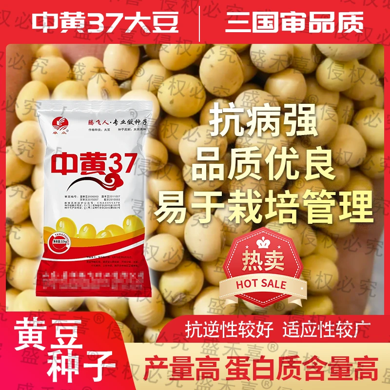 中黄37大豆种子高产量三国审丰产稳产大田用种粮食种子黄豆种子