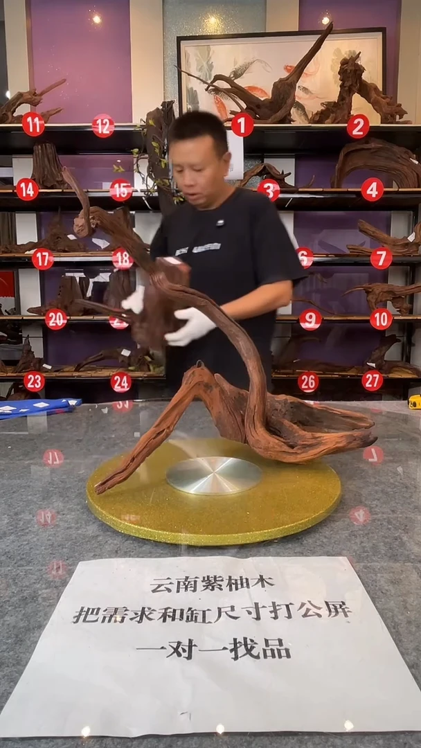【一物一拍】鱼缸造景沉木云南紫柚木一木成景