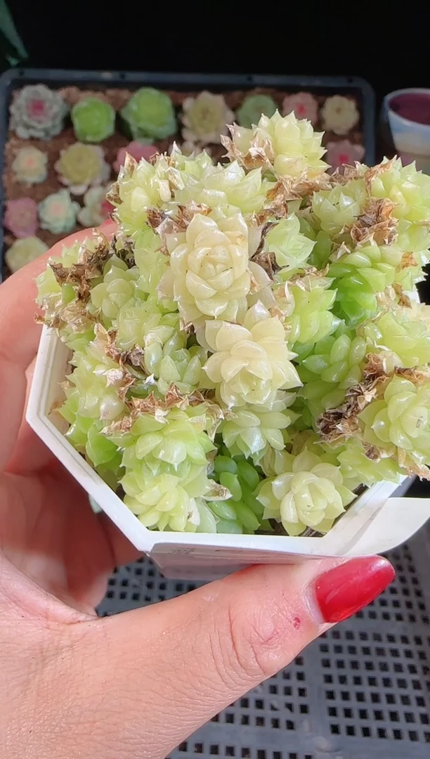 1108-241麦秆群不包整