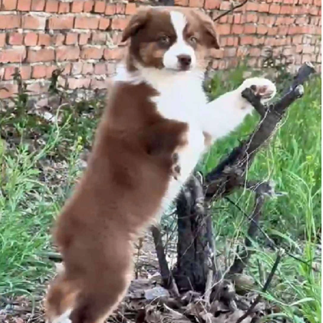 【纯自然犬舍】护卫女神高挑儿子高德