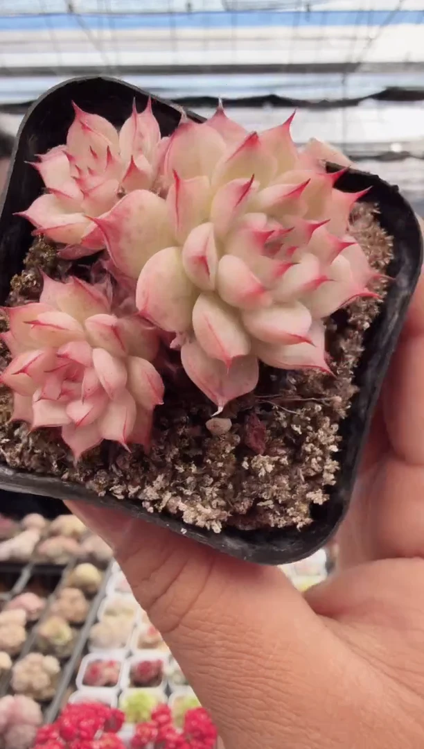 东云多肉园新款-136