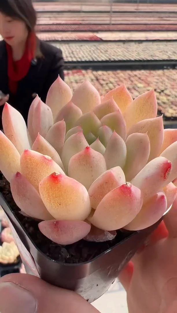 【闪购商品】东云新-31