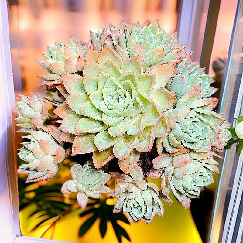 71多肉 (三色景) 直播展示 多肉植物 裸根产地