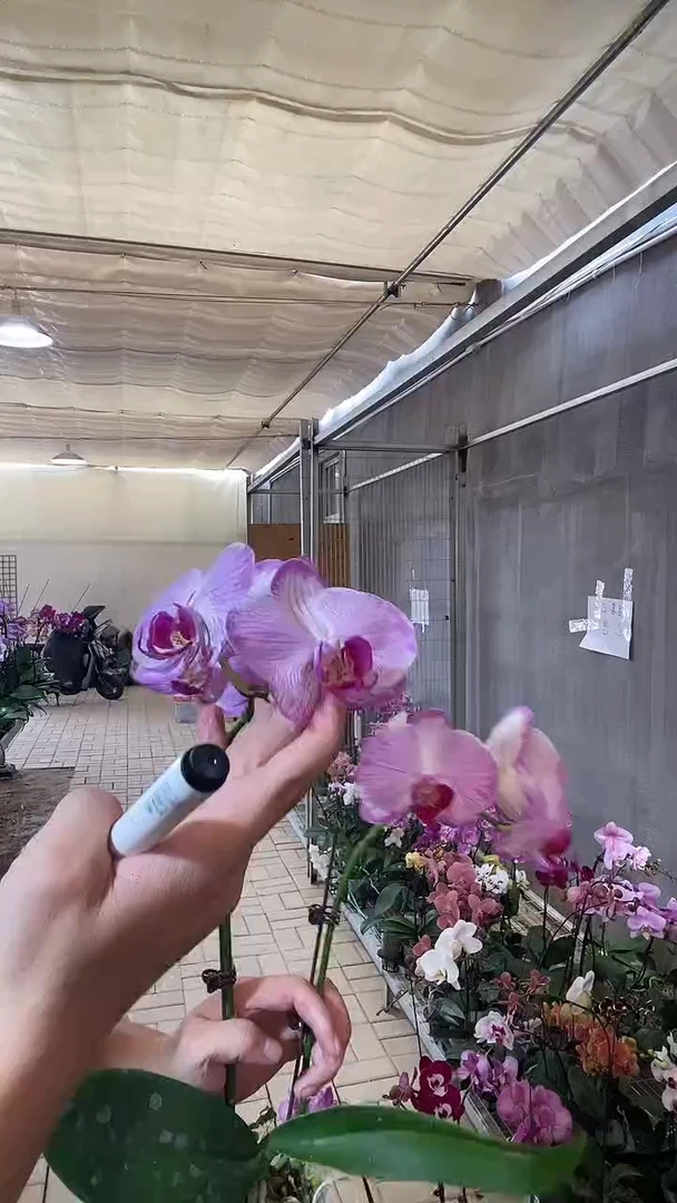 完全开放Q013 水蜜桃双花剑
