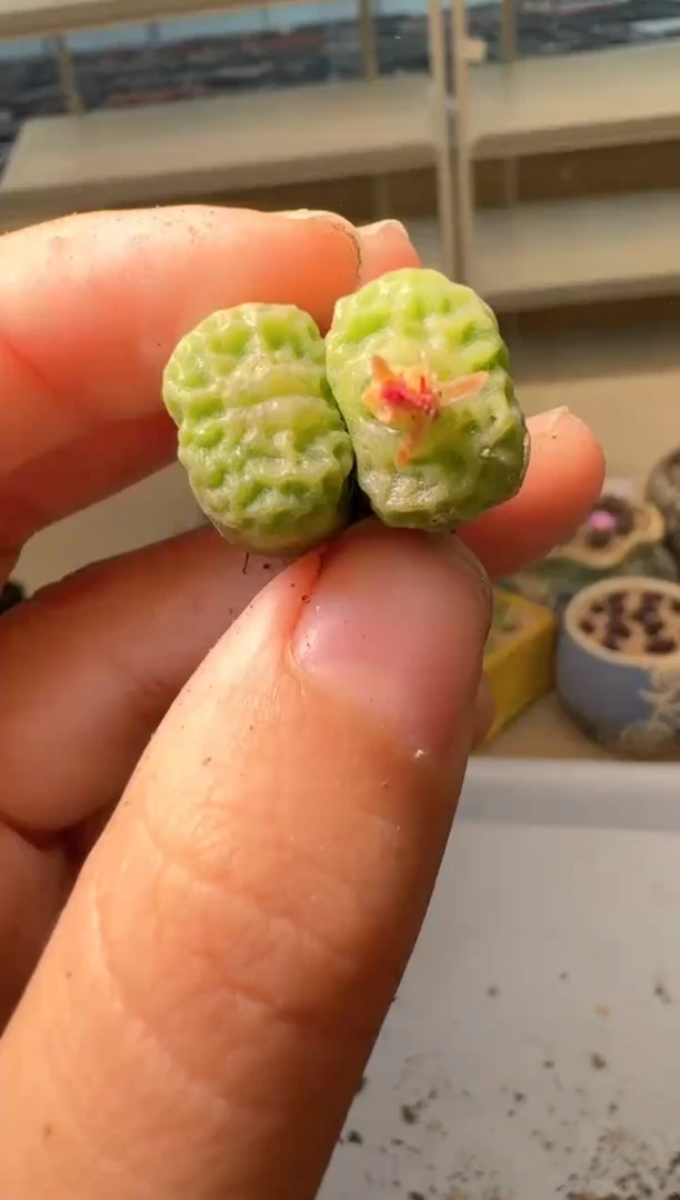 28-214多肉植物肉锥