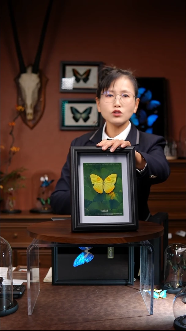 黄纹菲粉蝶杏叶版（常规）