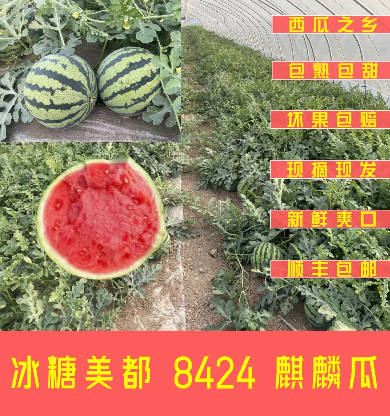 [顺丰包邮]夏邑西瓜之乡麒麟美都薄皮脆甜红瓤新鲜西瓜农家直供