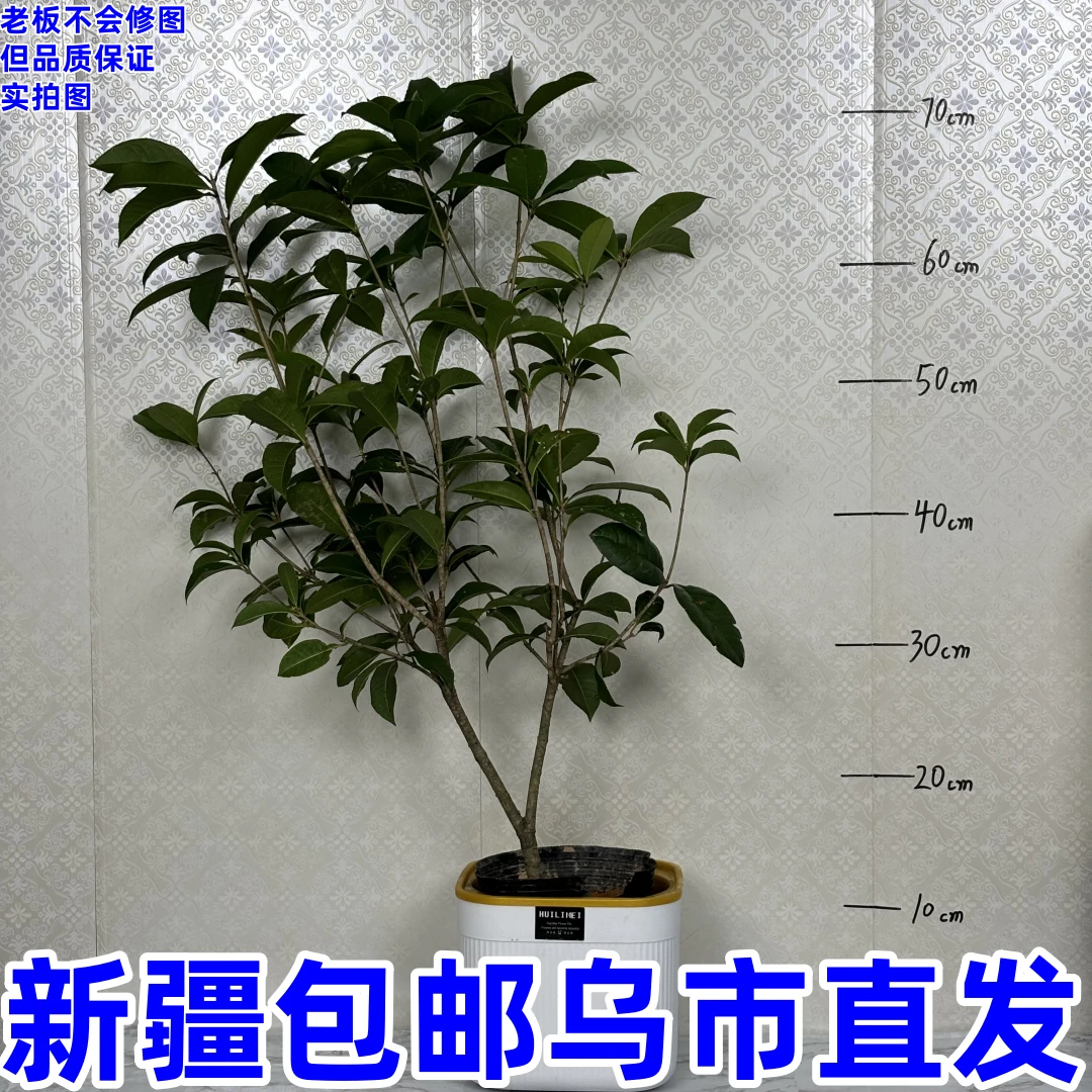 四季桂花树-------浓香盆栽庭院金桂浓香型阳台花卉绿植室内好养