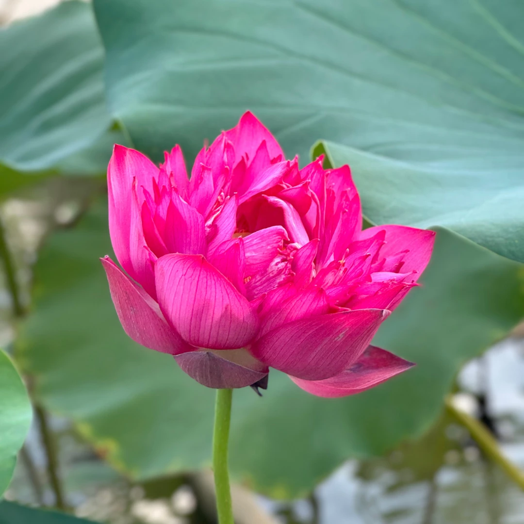 山城北京 太空荷花航天育种跨季南北通种阳台庭院水培易活稀有