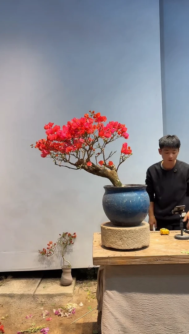 以实际为准三角梅64