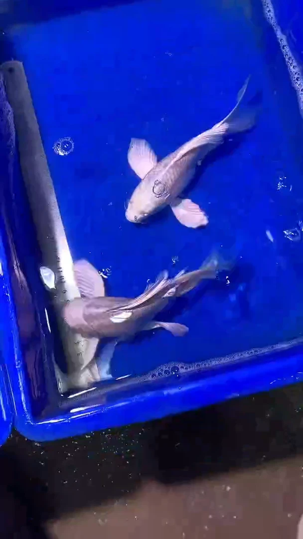 蝴蝶鲤鱼蝴蝶鲤直播选鱼专用链接 凭开箱视频售后