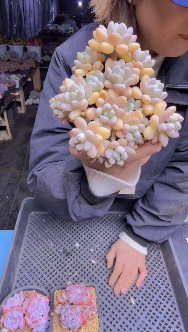 辰*010洛神一物一拍