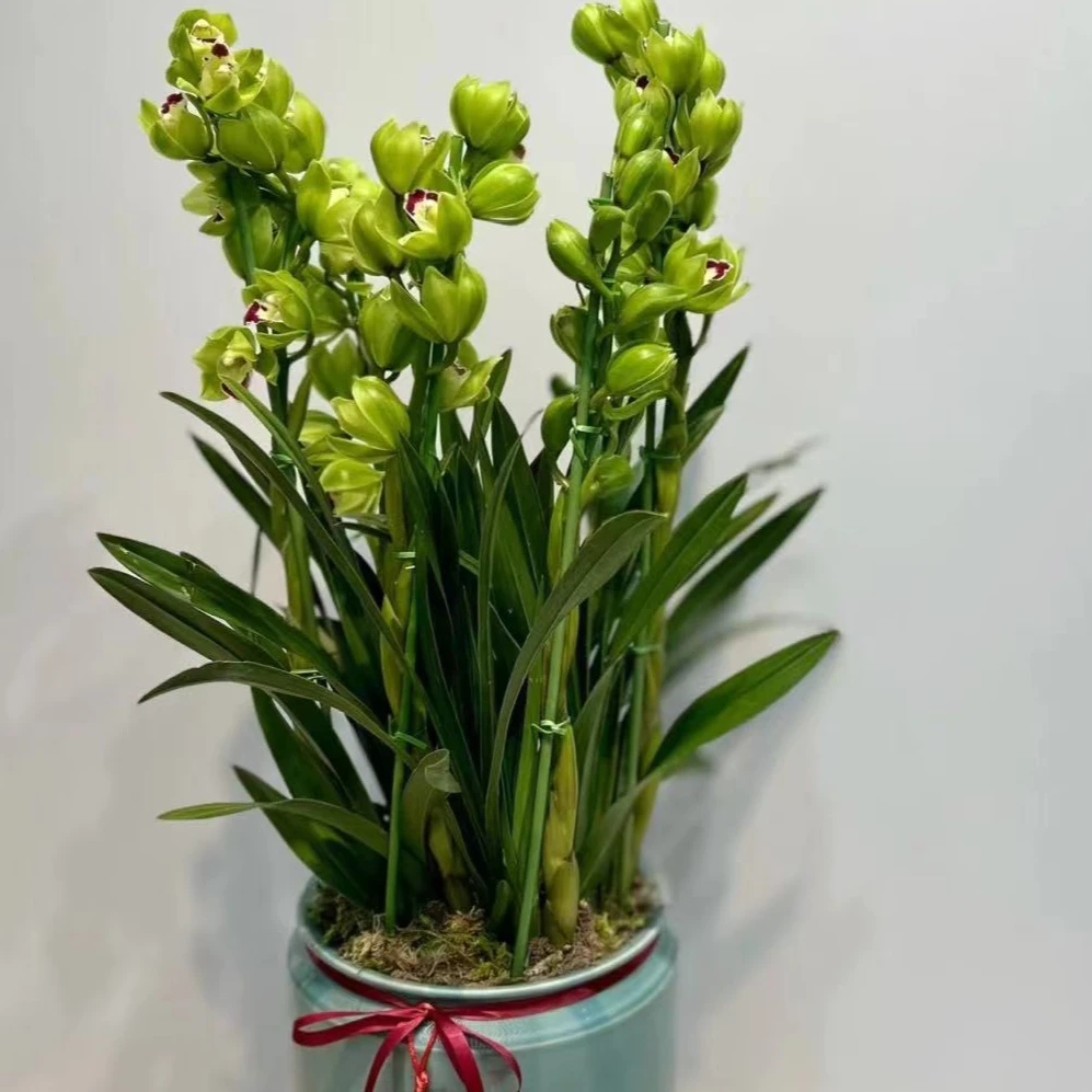 年销花【玉观音】4支剑精品名贵高端兰花带花苞盆栽好养