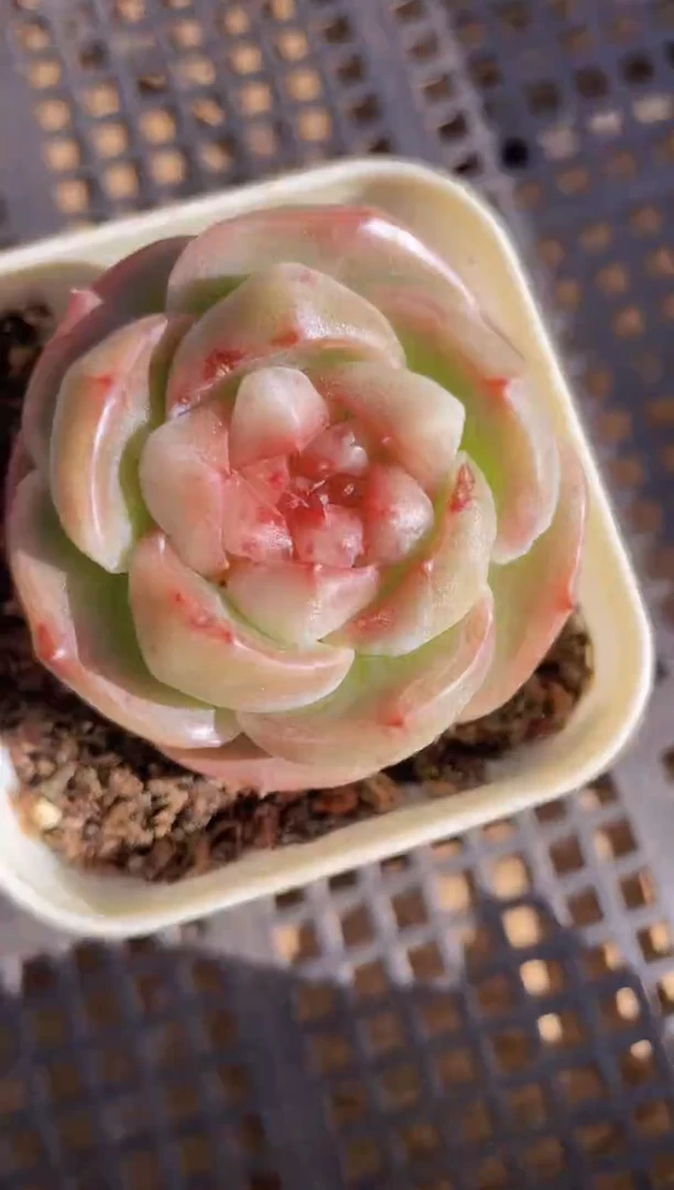 【闪购商品】444银镜多肉