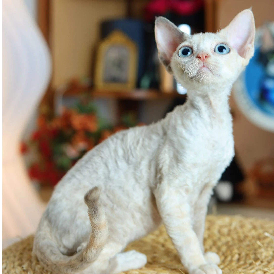 月眠 貂三花妹妹 包子的德文卷毛猫