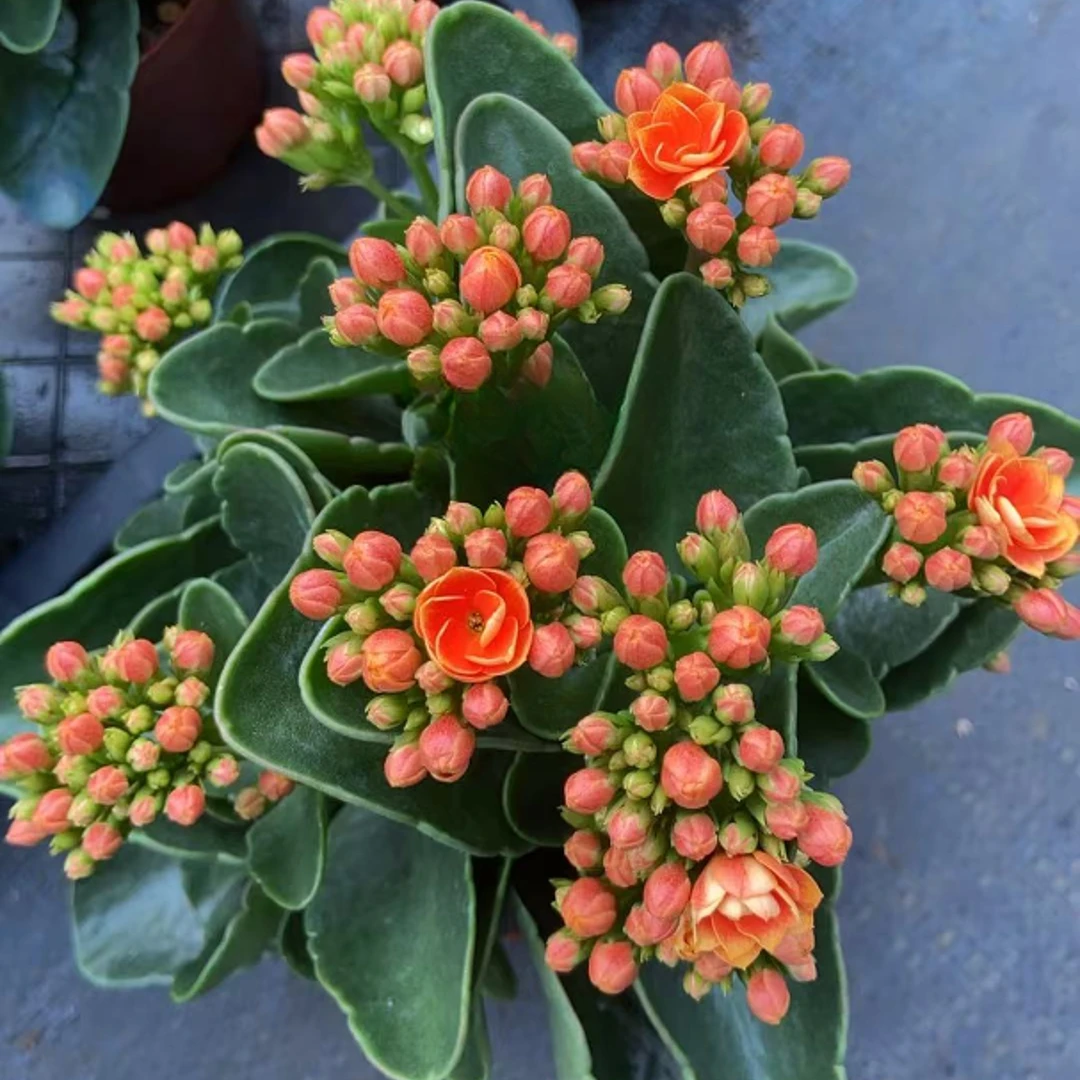 【夏之曼】长寿花四季开花阳台盆栽大花重瓣花卉植物