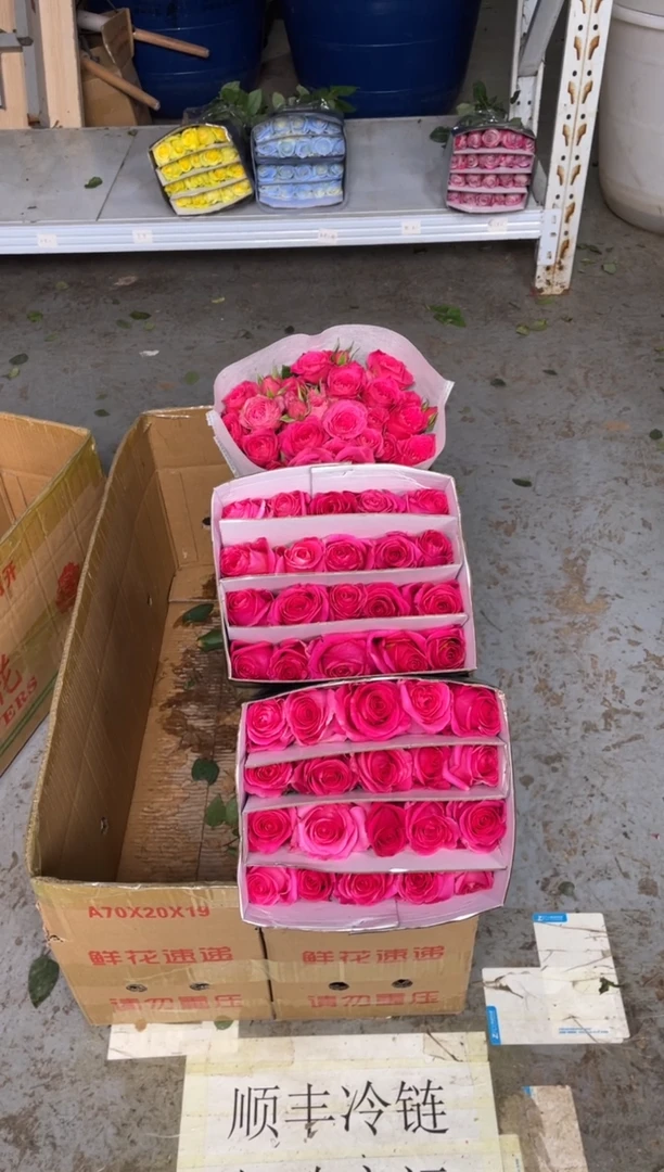 佛洛依德40枝+苏菲10枝