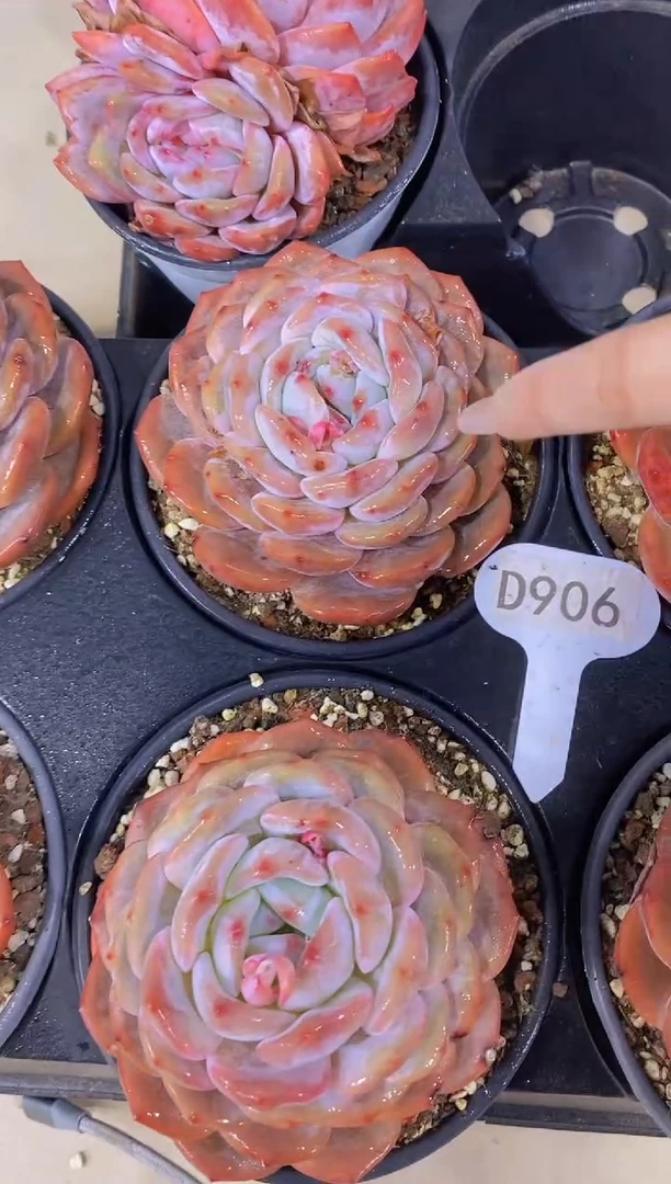 【闪购商品】D906-橙梦露大单头脱土发