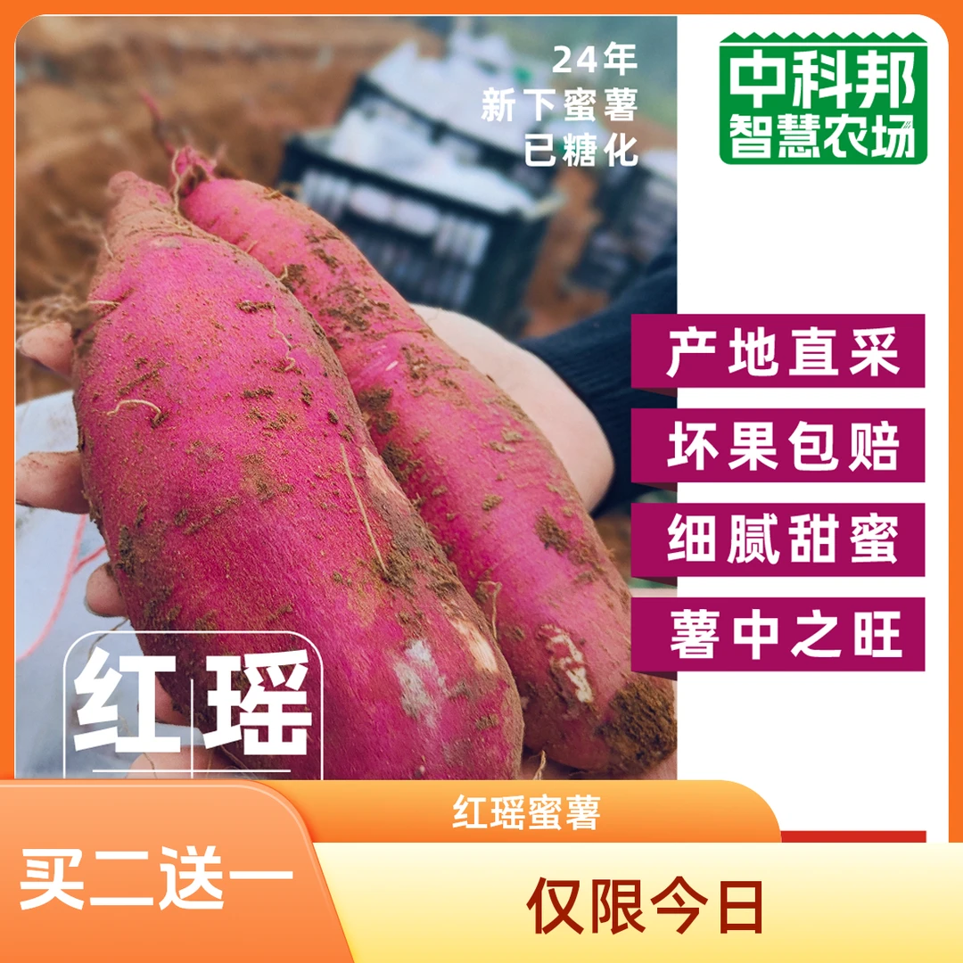 红瑶蜜薯 / 买二送一 / 丝滑细腻 / 口感优秀 / 源自日本 / 多年改良 / 更适合国人蜜薯河北省