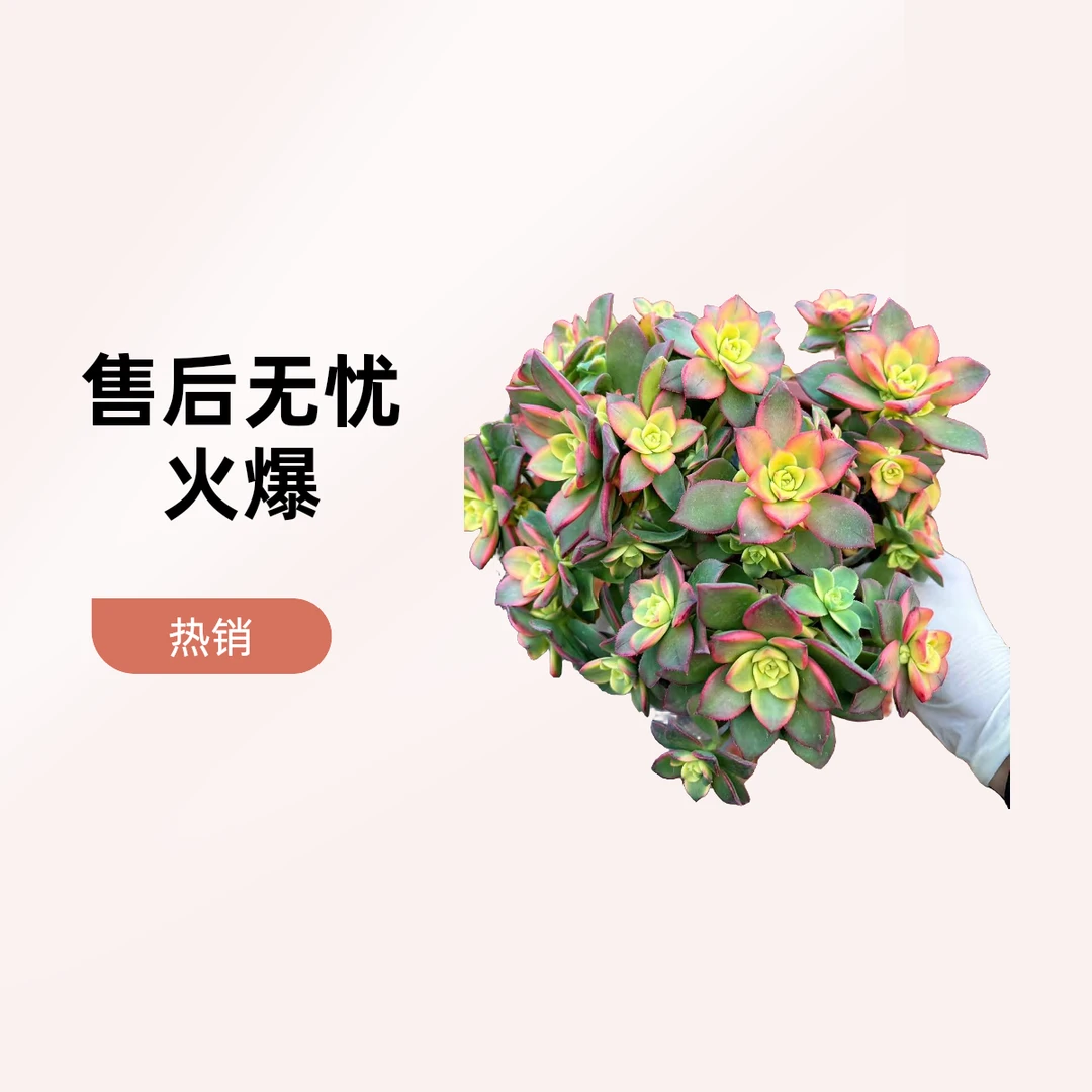 ［艳日辉］老桩 颜值高 脱土发（满15包邮）佳佳乐多肉