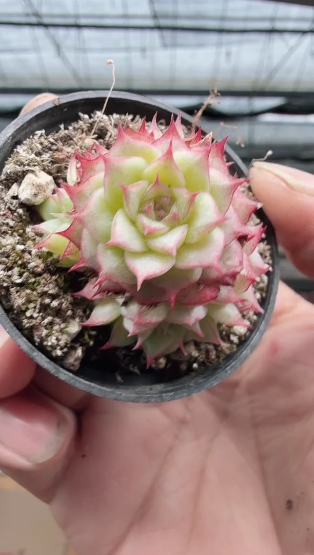 东云多肉园新款-72