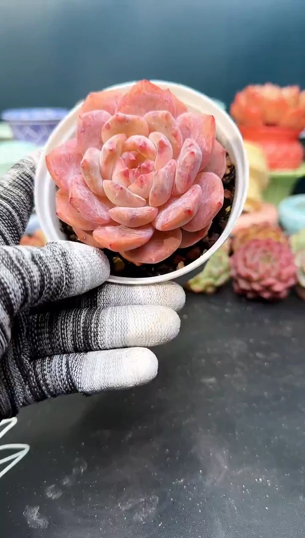 2510雪天使    （冠幅 7.5 cm）