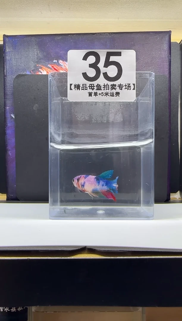 斗鱼母鱼编号：35