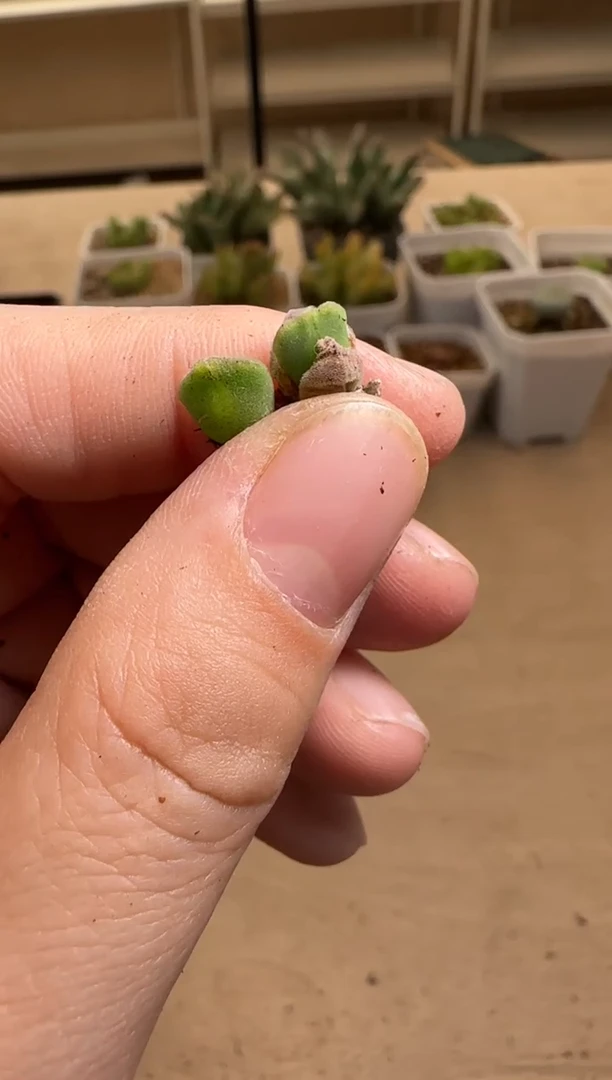 【闪购商品】14-95