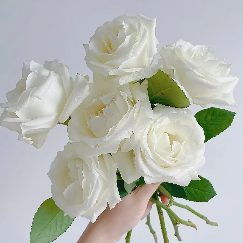 云南-鲜花【骄傲白玫瑰】高冷纯洁鲜花好养 易打理云南基地直发