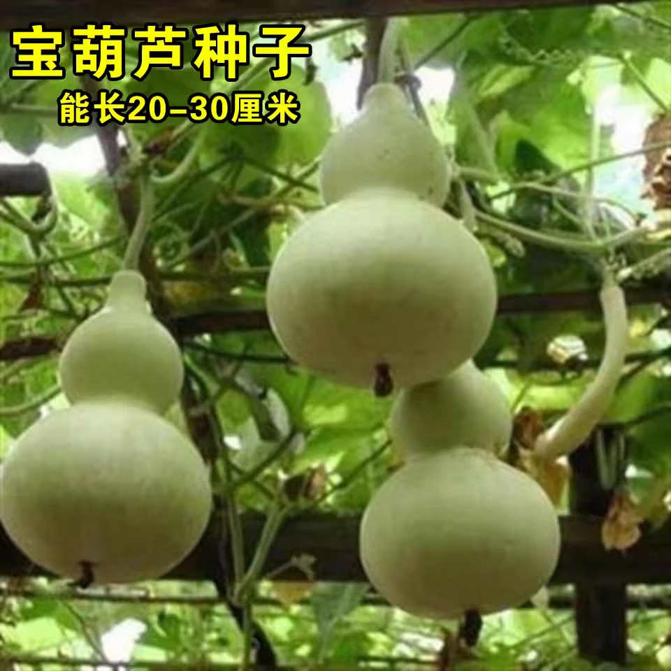 （宝葫芦瓜种子）重庆食用菜葫芦可观赏可食用葫芦种籽厚肉早生易种