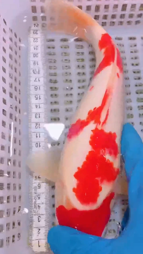 锦鲤冷水观赏鱼全场包邮152