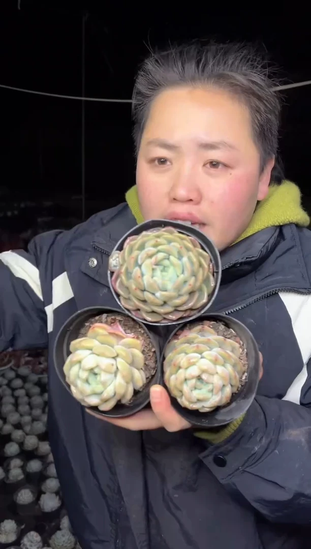 【闪购商品】149-升级版冰梦三颗5