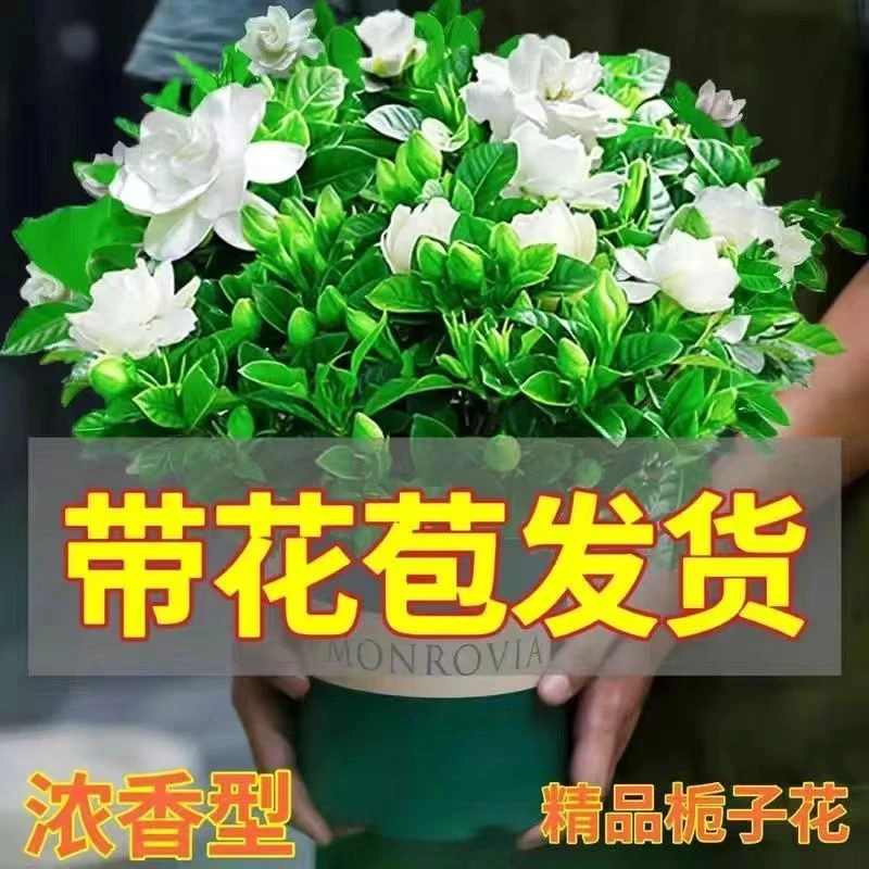 浓香型特大盆牡丹栀子花四季开花绿植室内桌面盆栽净化空气吸甲醛