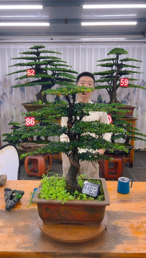 无花朵精品盆景直播间一物一拍