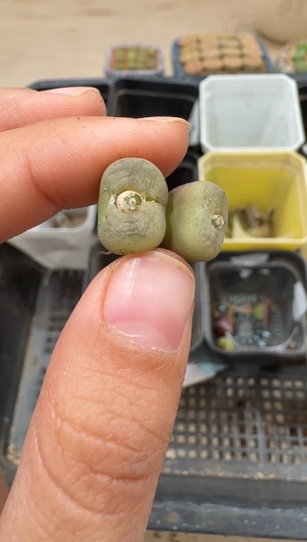 多肉植物肉锥2-82