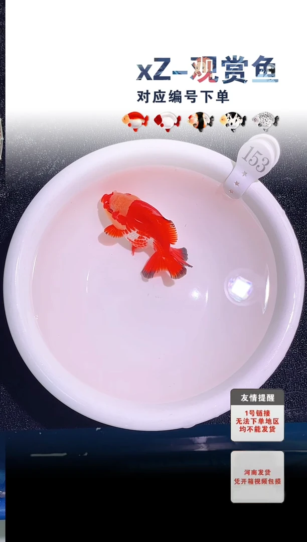 金鱼包装必拍未拍顺丰到付153号