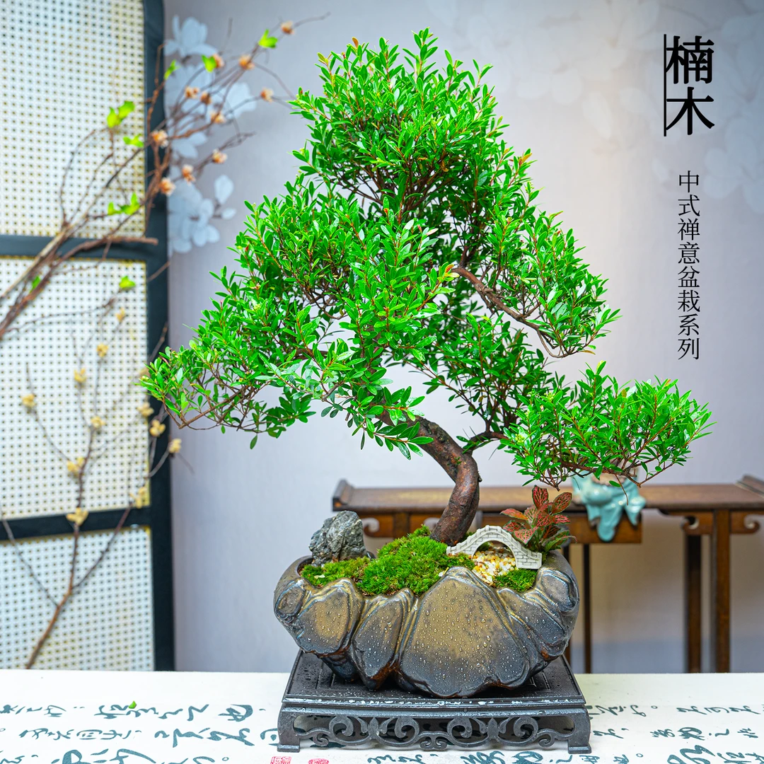 S弯老桩金丝楠木室内绿植高端盆栽迎客造型观叶绿植