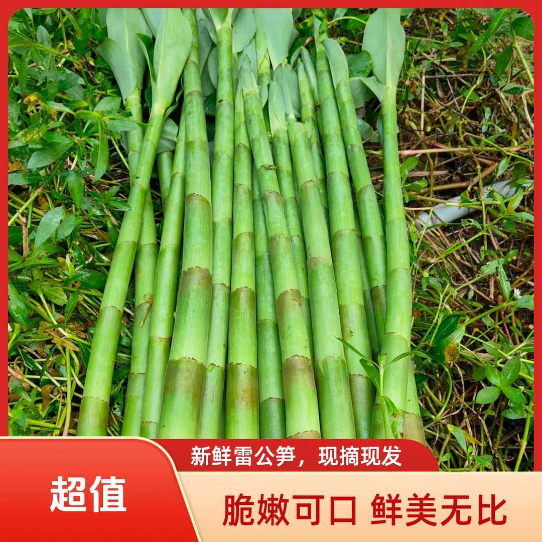 新鲜两广雷公笋闭鞘姜广商陆水蕉花嫩芽 海南酸白石笋3斤5斤包邮