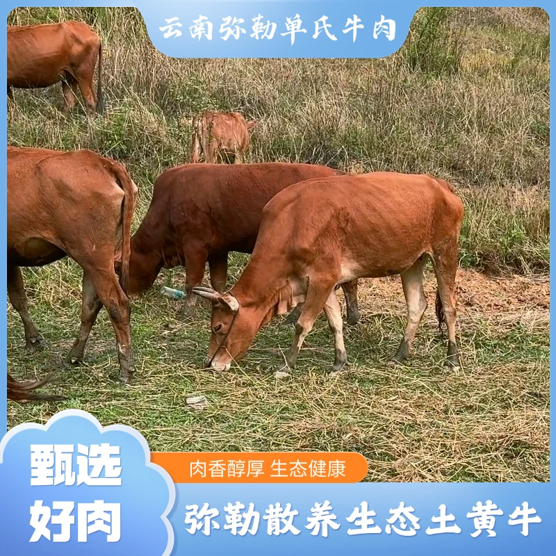 云南红河弥勒高山散养土黄牛任选现宰现草饲牛杂内蒙羊杂汤牛肉