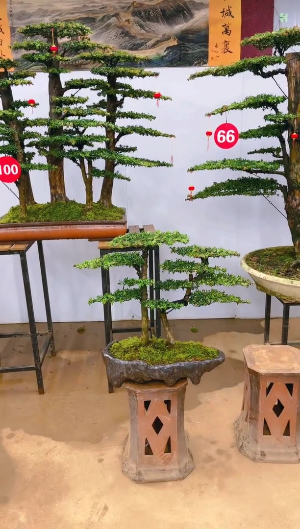 【闪购商品】精品盆景  一物一拍