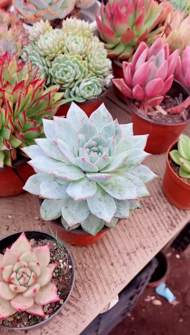 白**露多肉植物一物一拍31180