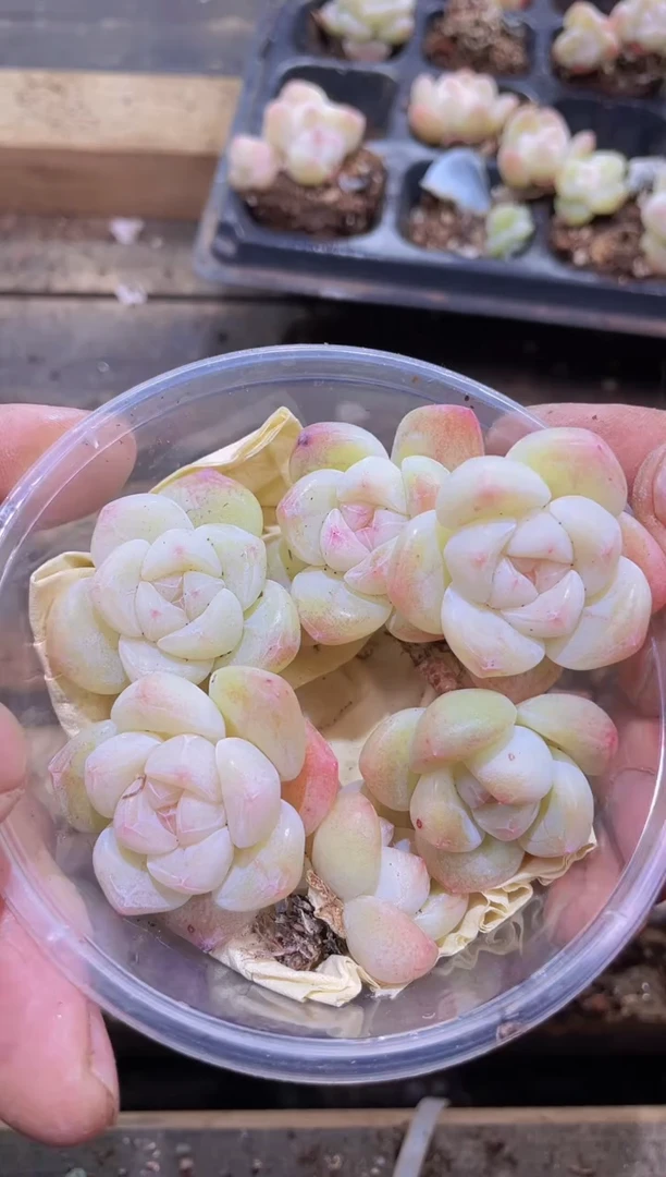 【闪购商品】285琥珀白冰一盒