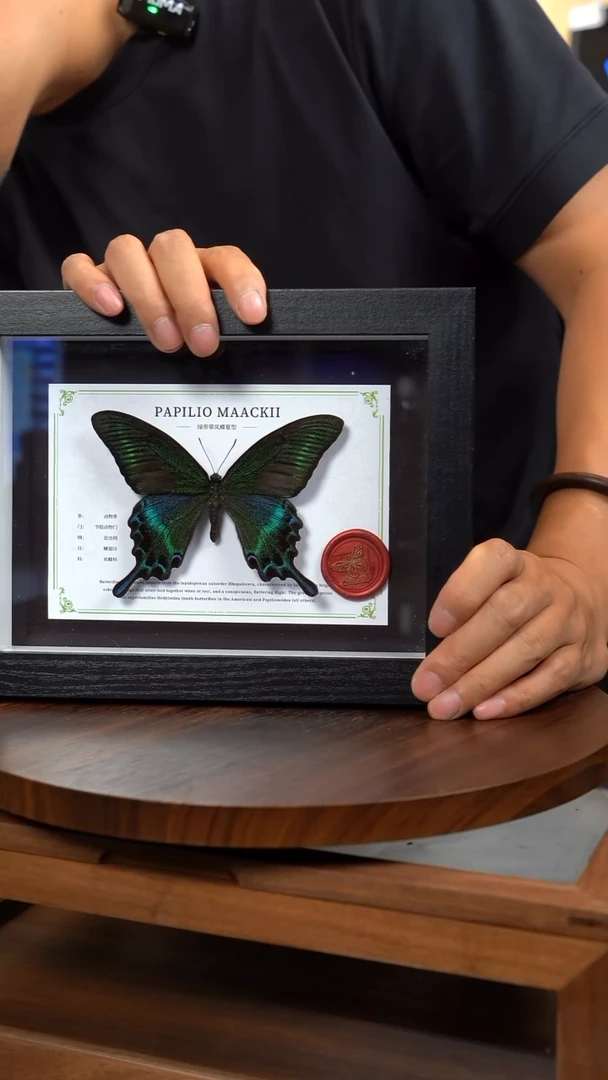 绿带翠凤蝶夏型8寸黑框国风版