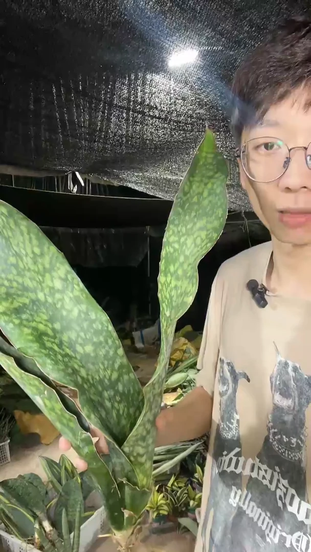 龙王裸根88.......