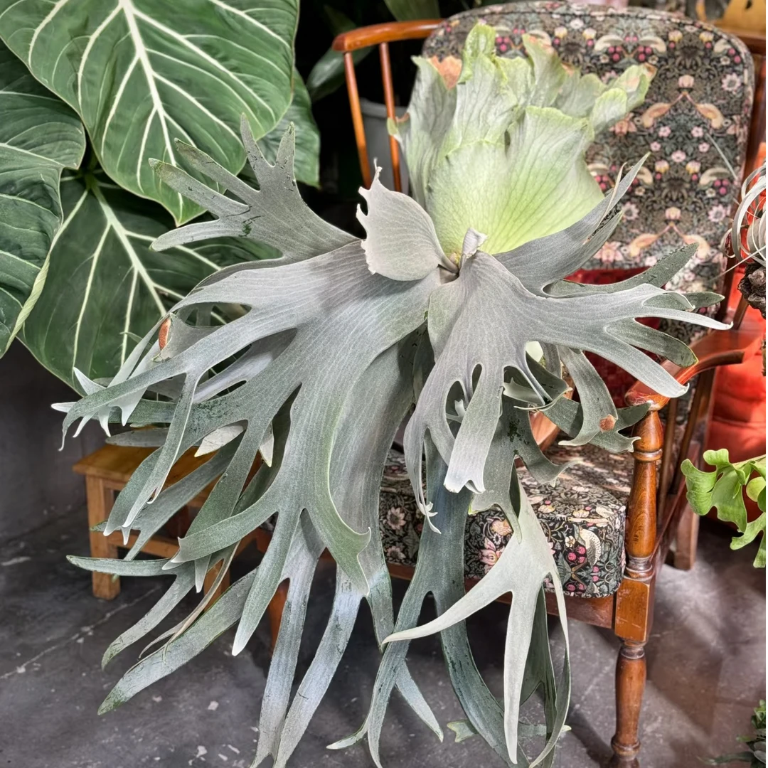 TE.Plants｜直播链接 安爪鹿角蕨 一物一拍