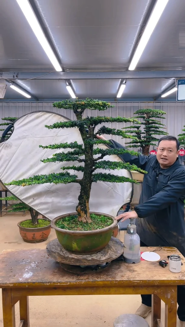 无花朵精品盆景 一物一拍