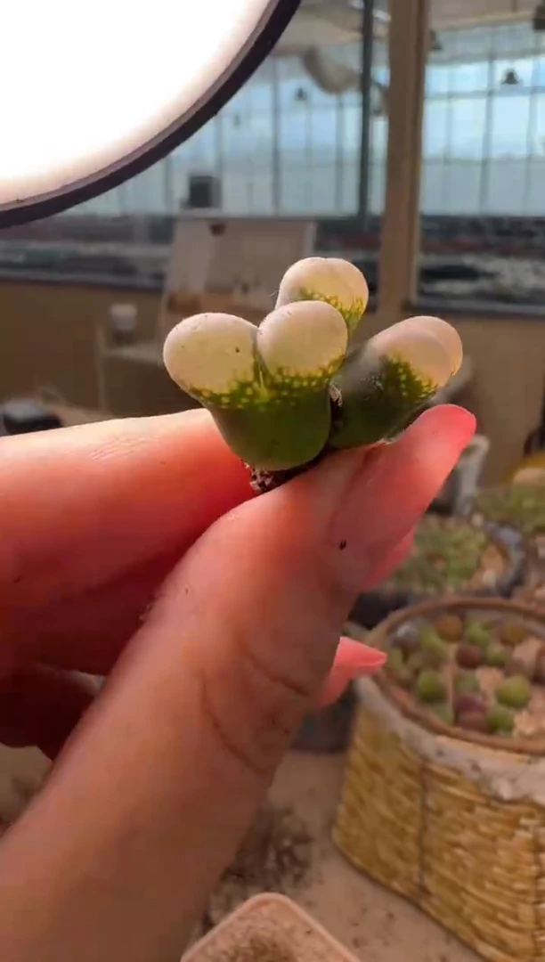 10-436多肉植物肉锥