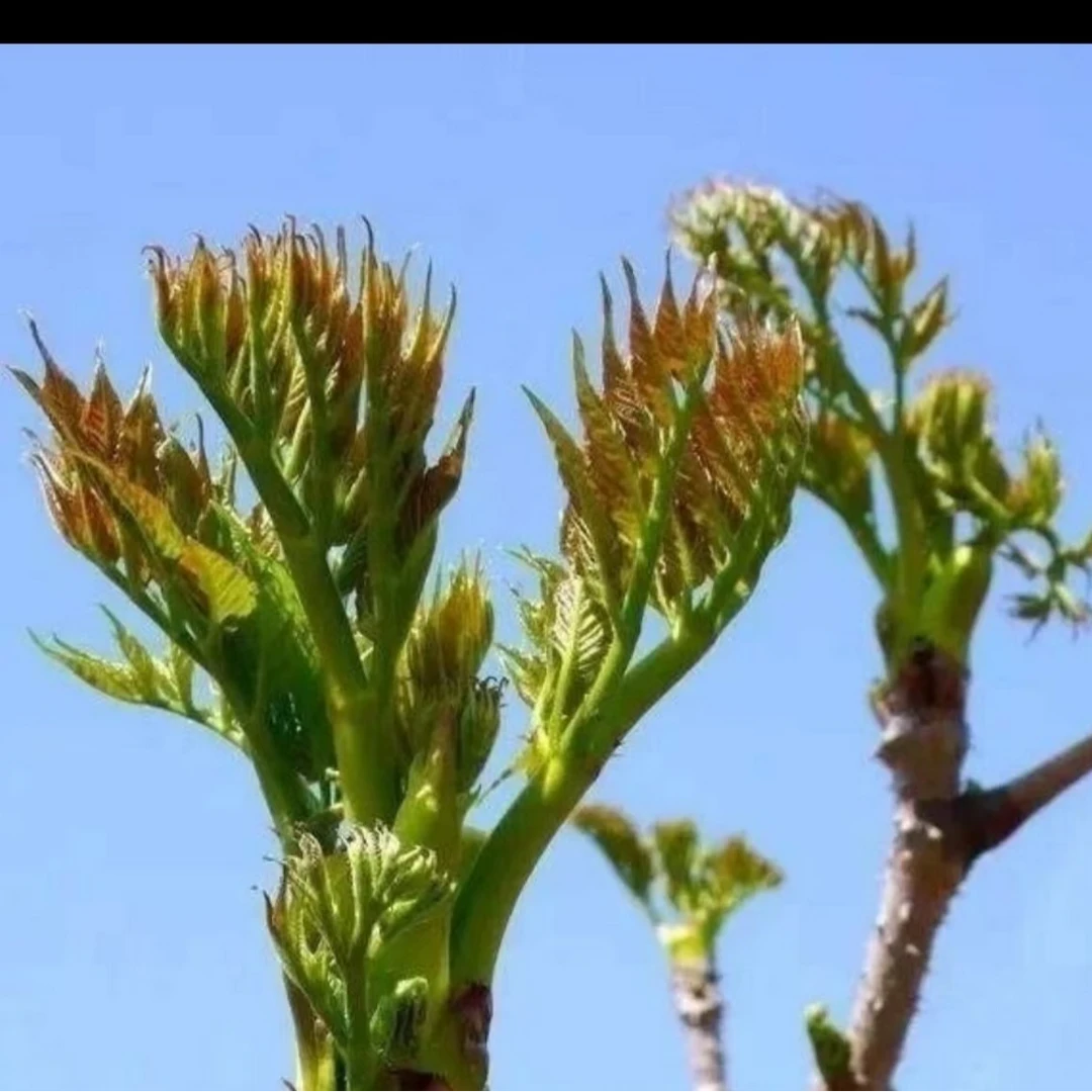 东北野生新鲜刺嫩芽（刺老芽）