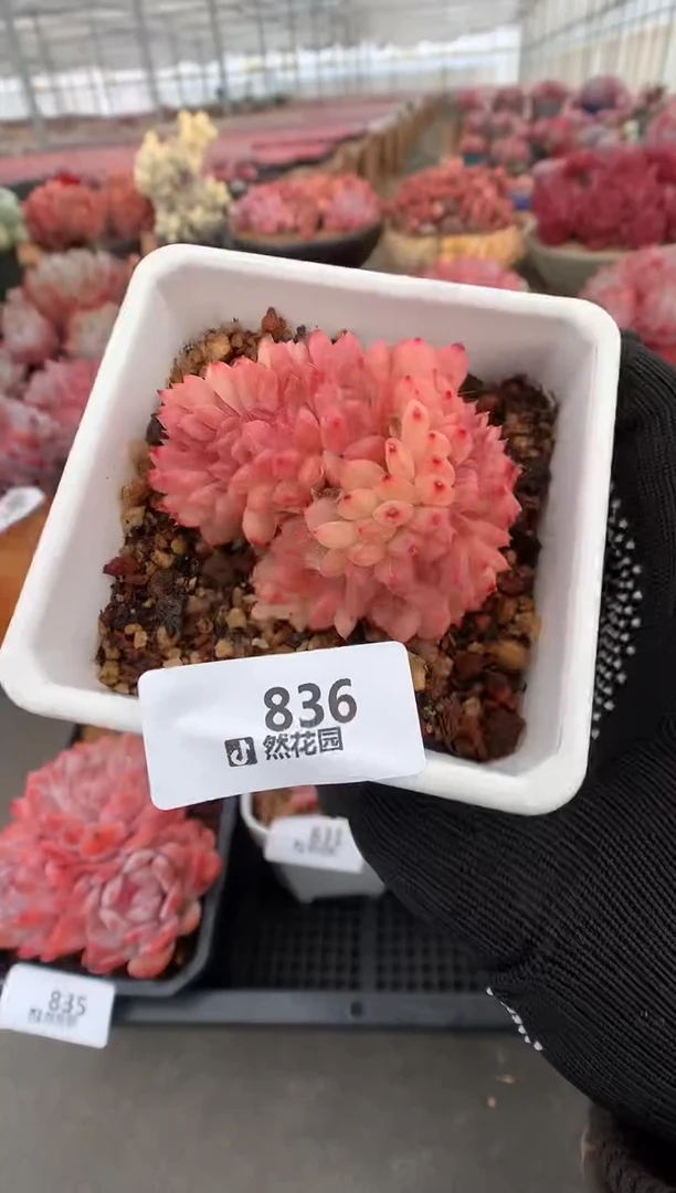 836糖心缀多肉植物一物一拍