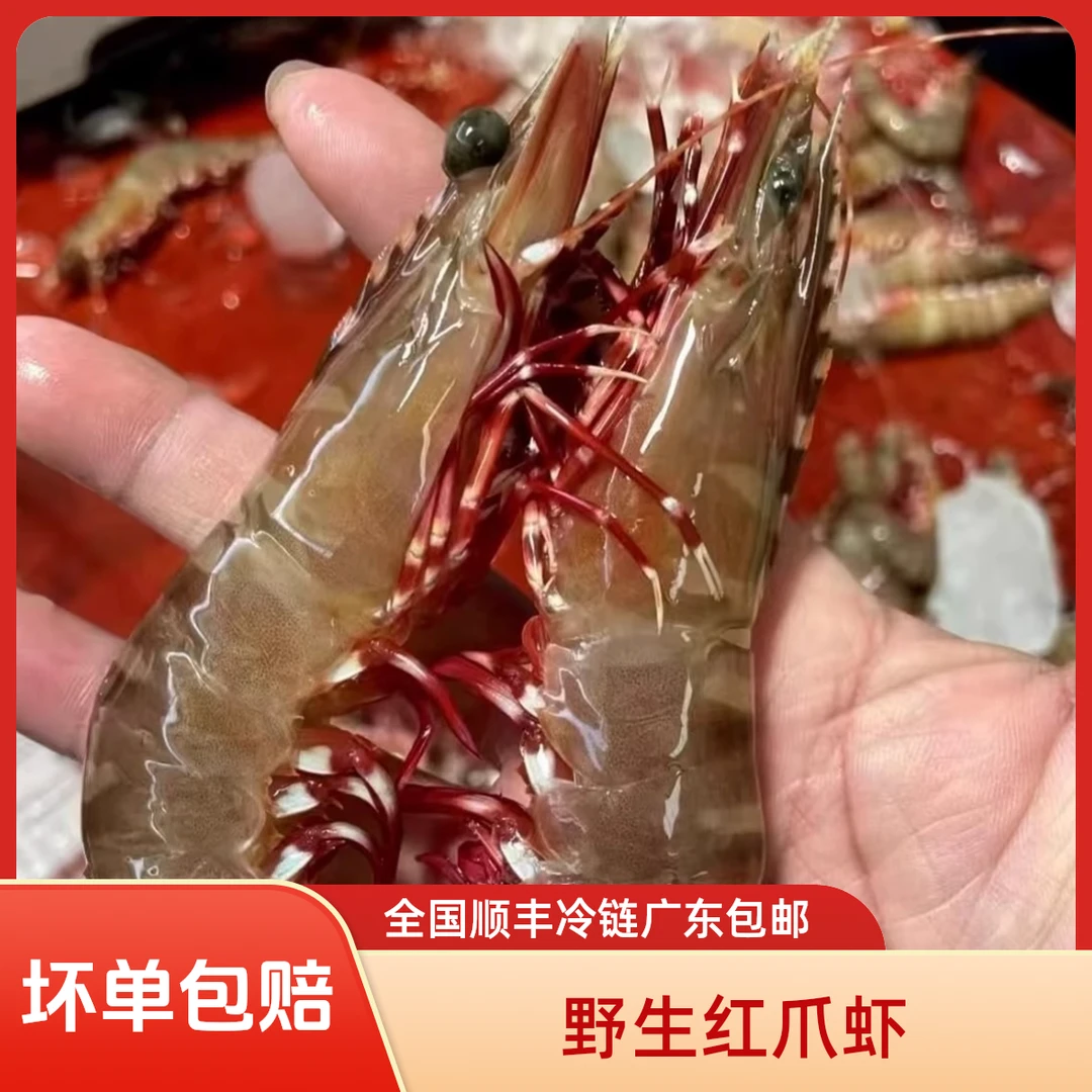 汕尾本港14-15条 活冻红爪虾 丰虾